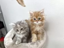 ミヌエット(長足)【埼玉県・男の子・2025年6月24日・レッドダビー】の写真13