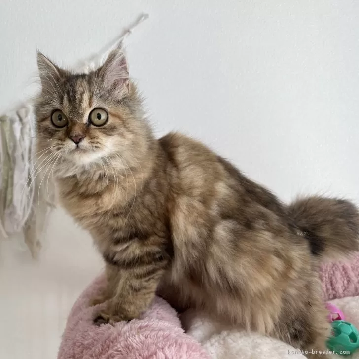 ID：2410-01483の子猫