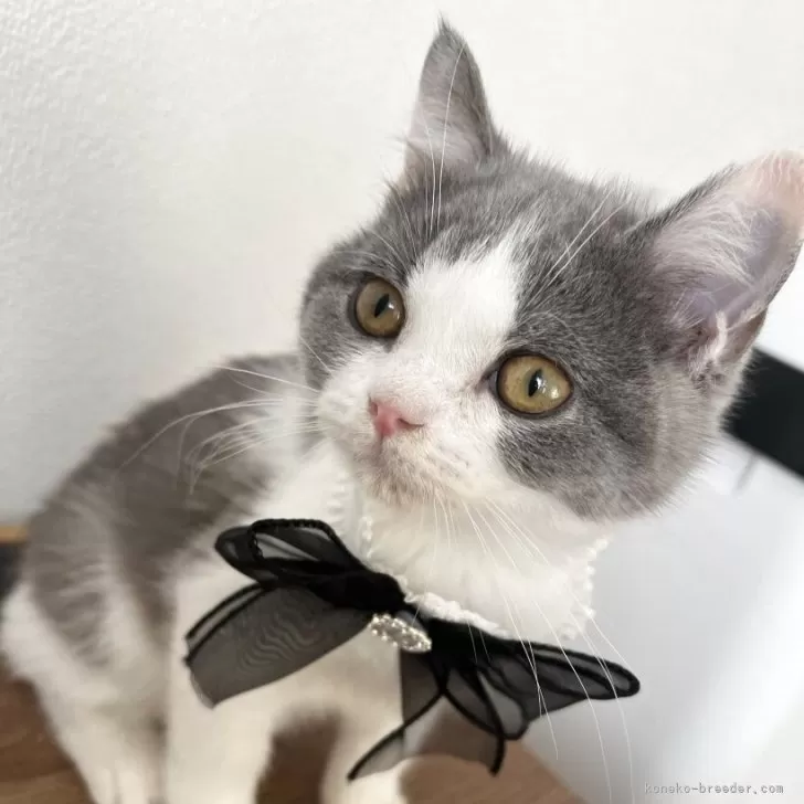 ブリティッシュショートヘア【埼玉県・男の子・2025年8月2日・ブルー&amp;ホワイト】の写真1