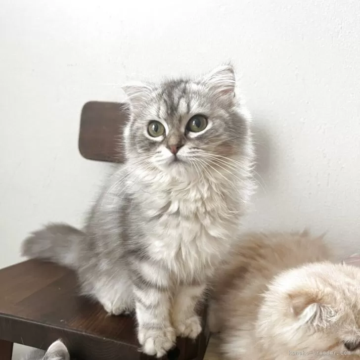 マンチカン(短足)【埼玉県・女の子・2025年5月15日・シルバータビー】の写真1