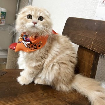 ミヌエット(長足)【埼玉県・女の子・2025年6月24日・クリームダビー（ロング）】の写真「🎃happy Halloween🎃」