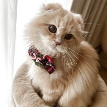 ミヌエット(長足)【埼玉県・女の子・2025年6月24日・クリームダビー（ロング）】の写真「✨優しい毛色でふわふわの可愛い女の子です✨」