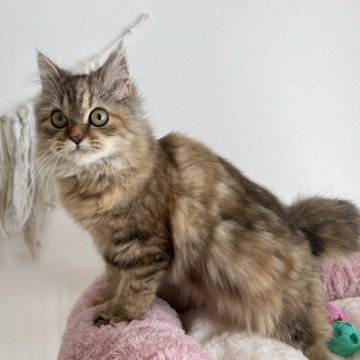 ミヌエット(長足)【埼玉県・女の子・2024年9月10日・ブラウンダビー（ロング）】の写真「大人気のブラウンダビーの可愛い女の子✨」