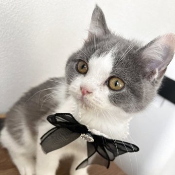 ブリティッシュショートヘア【埼玉県・男の子・2025年8月2日・ブルー&ホワイト（ショート）】の写真「💎✨高級感が漂う大変美しい美猫です✨💎」
