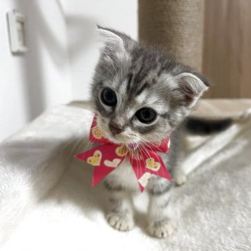 マンチカン(長足)【埼玉県・女の子・2025年5月15日・シルバータビー】の写真「耳が折れたイケメンくん✨」