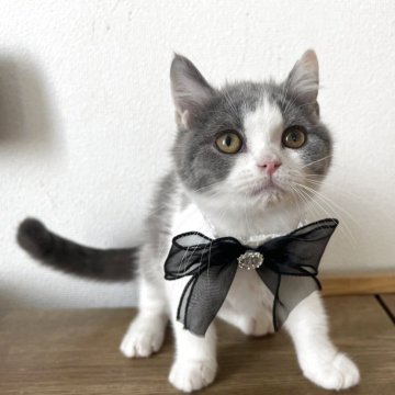 ブリティッシュショートヘア【埼玉県・男の子・2025年8月2日・ブルー&ホワイト（ショート）】の写真「✨高級感が漂う大変美しい美猫です✨💎」