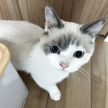 ブリティッシュショートヘア【埼玉県・男の子・2025年8月2日・ライラック&ホワイト（ショート）】の写真「✨高級感が漂う大変美しい美猫です✨💎」