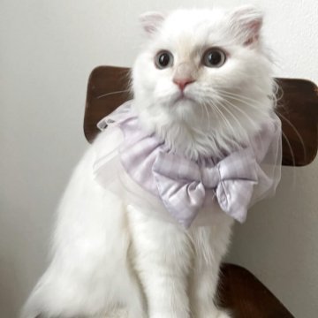 ミヌエット(長足)【埼玉県・女の子・2025年6月24日・クリームポイント（ロング）】の写真「美しい瞳が魅力的な女の子✨」