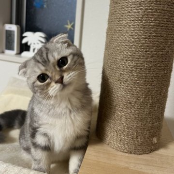マンチカン(長足)【埼玉県・女の子・2025年5月15日・シルバータビー】の写真「✨甘さ100%、幸せ倍増中✨」