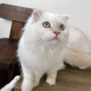 ミヌエット(長足)【埼玉県・女の子・2025年6月24日・クリームポイント（ロング）】の写真「瞳が美しい魅力的な女の子✨」