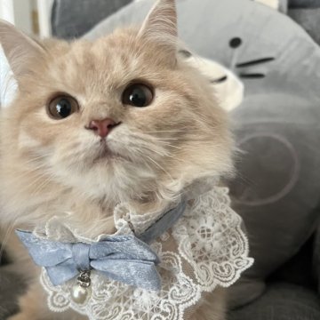 ミヌエット(長足)【埼玉県・男の子・2024年9月10日・クリーム】の写真「淡い綺麗な毛色で足が短めのイケメンくん✨」