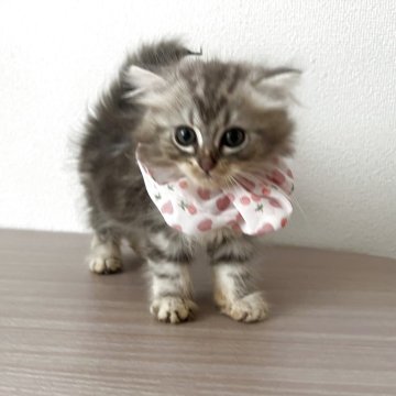 マンチカン(短足)【埼玉県・女の子・2025年5月15日・シルバータビー（ロング）】の写真「ふわっふあの耳が折れたお姫様✨」