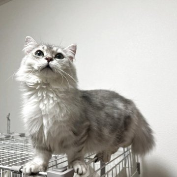 マンチカン(短足)【埼玉県・男の子・2024年5月13日・チンチラシルバー（長毛）】の写真「極短足でクオリティの高い美猫に成長しました✨」