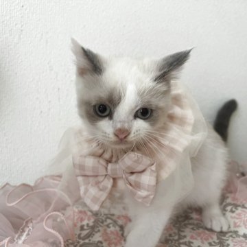 ブリティッシュショートヘア【埼玉県・男の子・2025年8月2日・ライラック&ホワイト（ショート）】の写真「💎✨高級感が漂う大変美しい美猫です✨💎」