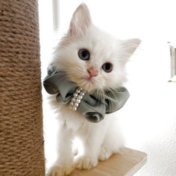 ミヌエット(長足)【埼玉県・女の子・2025年6月24日・レッドポイント（ロング）】の写真「ふわふわの白い毛がまるで天使のような子猫ちゃん」