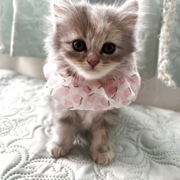 ミヌエット(長足)【埼玉県・女の子・2025年6月24日・ブルータビー（ロング）】の写真「ふわふわの毛並みとつぶらな瞳がチャームポイント✨」