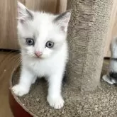 ブリティッシュショートヘア
