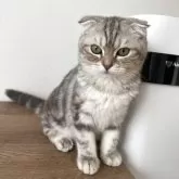 マンチカン(長足)