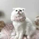 ミヌエット(長足)