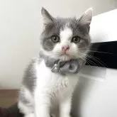 ブリティッシュショートヘア