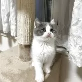 ブリティッシュショートヘア