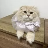 ミヌエット(長足)