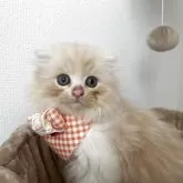 スコティッシュフォールド(折れ耳)