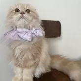 ミヌエット(長足)