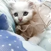 ミヌエット(長足)