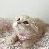 ミヌエット(長足)