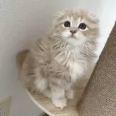 ミヌエット(長足)