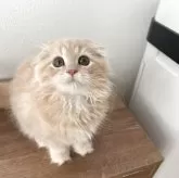 ミヌエット(長足)