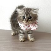 マンチカン(短足)