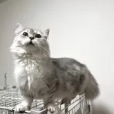 マンチカン(短足)