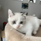ブリティッシュショートヘア