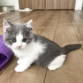 ブリティッシュショートヘア