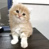 ミヌエット(長足)