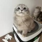 スコティッシュフォールド(折れ耳)【埼玉県・女の子・2025年5月23日・ブルーダビー】の写真2