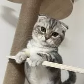 マンチカン(長足)【埼玉県・女の子・2025年5月15日・シルバータビー】の写真2