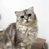 マンチカン(短足)【埼玉県・女の子・2025年5月15日・シルバータビー】の写真2