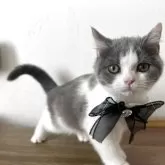 ブリティッシュショートヘア【埼玉県・男の子・2025年8月2日・ブルー&ホワイト】の写真4