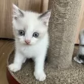 ブリティッシュショートヘア【埼玉県・男の子・2025年8月2日・ライラック&ホワイト】の写真5