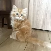 ミヌエット(長足)【埼玉県・男の子・2025年6月24日・レッドダビー】の写真5