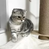 マンチカン(長足)【埼玉県・女の子・2025年5月15日・シルバータビー】の写真6