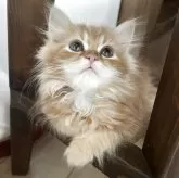 ミヌエット(長足)【埼玉県・男の子・2025年6月24日・レッドダビー】の写真6