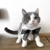 ブリティッシュショートヘア【埼玉県・男の子・2025年8月2日・ブルー&ホワイト】の写真6