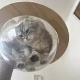 マンチカン(短足)【埼玉県・女の子・2025年5月15日・シルバータビー】の写真7