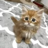 ミヌエット(長足)【埼玉県・男の子・2025年6月24日・レッドダビー】の写真8