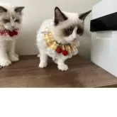 ラグドール【埼玉県・女の子・2025年5月8日・シールポイントバイカラー】の写真8