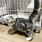 マンチカン(長足)【埼玉県・女の子・2025年5月15日・シルバータビー】の写真8